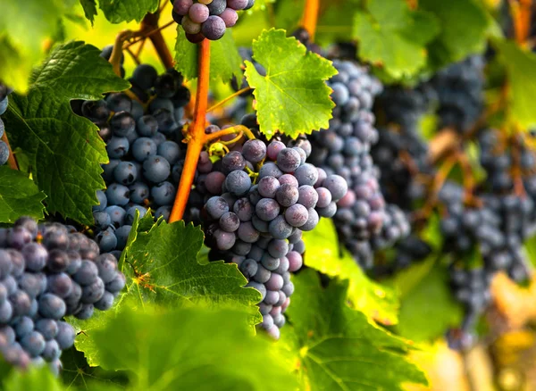 Grapes ripen in autumn — Stock Photo, Image