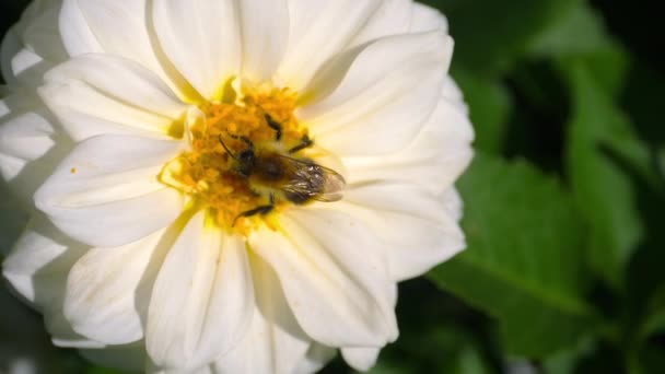 Hommel op bloem dahlia — Stockvideo