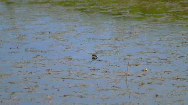 Dragonfly lays eggs — Stock Video