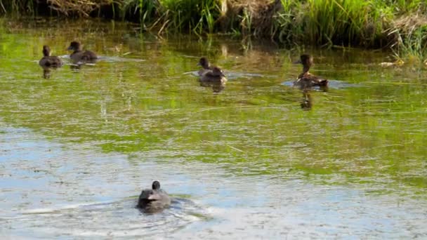 Coot ataque mallard pato familia — Vídeos de Stock