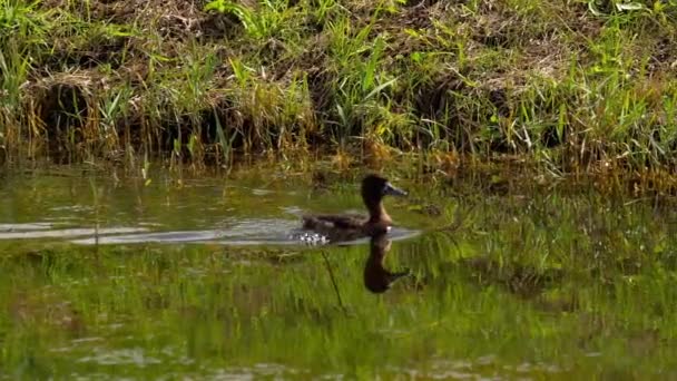 Canard colvert aux canetons — Video