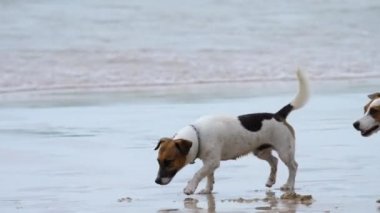 Jack Russell Terrier köpekleri sahilde