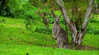 safari park üzerinde çim yeme kanguru