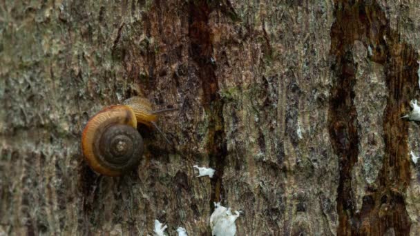 Garden snail crawling, macro — Stock Video