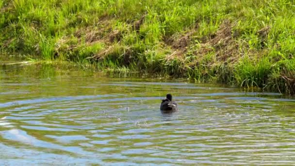 Coot attack mallard duck family — Stock Video