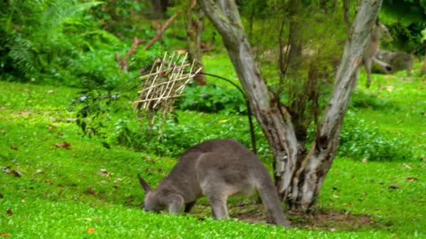 Canguro comiendo hierba en un parque de safari — Vídeo de stock