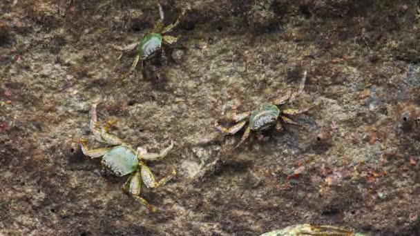 Crabs on the rock at the beach — Stock Video