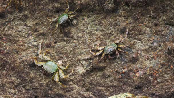 Crabs on the rock at the beach — Stock Video