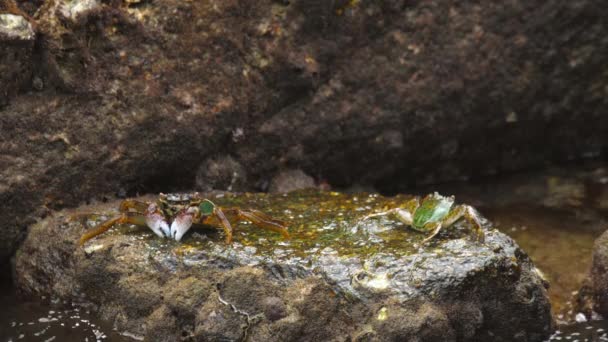 Crabes sur le rocher à la plage — Video