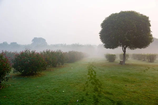 Morning thick fog in the park — Stock Photo, Image