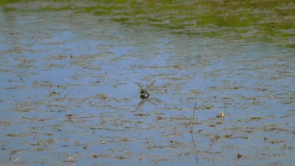 Libélula põe ovos — Vídeo de Stock