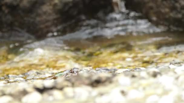 Crabs on the rock at the beach — Stock Video