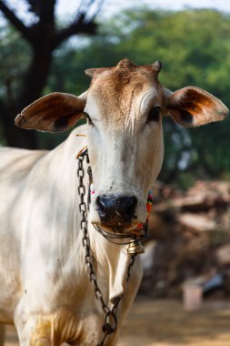 Hindistan 'da sığır kutsal hayvan
