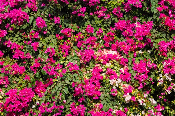 Green blooming wall — Stock Photo, Image