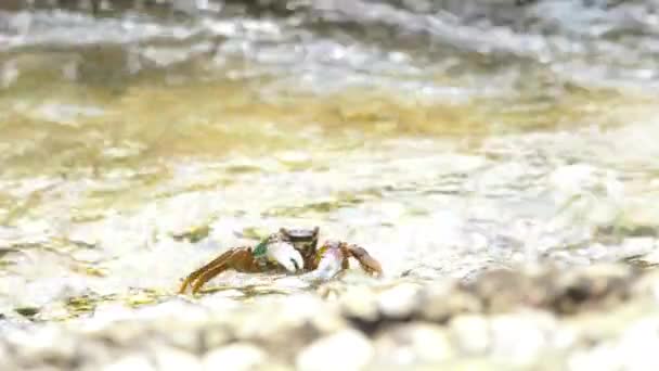 Cangrejos en la roca en la playa — Vídeos de Stock