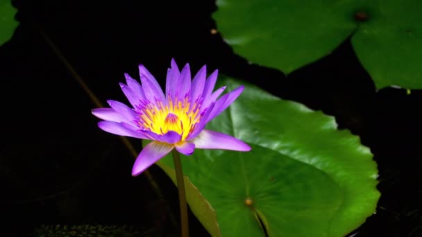 Flor de lirio de agua color vibrante — Vídeo de stock