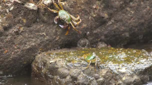 Granchi sulla roccia in spiaggia — Video Stock