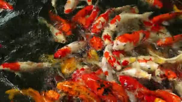 Koi fisk i dammen äter. — Stockvideo