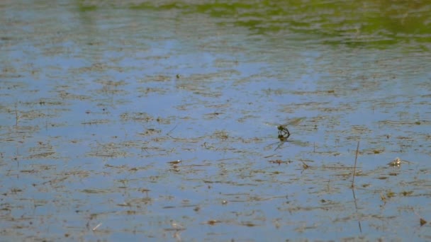 Libélula põe ovos — Vídeo de Stock