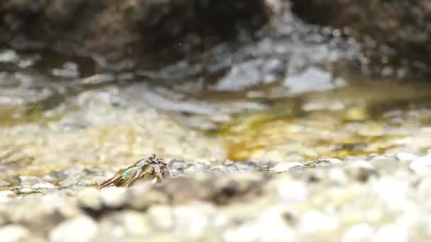 Cangrejos en la roca en la playa — Vídeo de stock