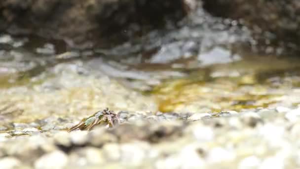 Krabben op de rots op het strand — Stockvideo