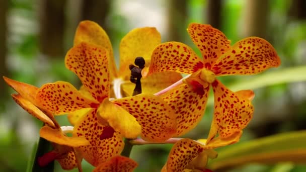 Bloeiende takje tijger orchidee — Stockvideo