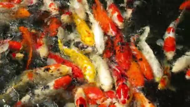 Koi fisk i dammen äter. — Stockvideo