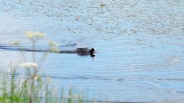 Yaban ördeği ailesi