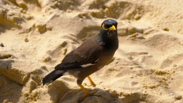 Common Myna -Acridotheres tristis- — Stock Video