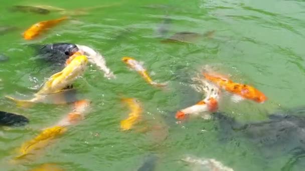 Koi fish and silver carp in pond eating. — Stock Video