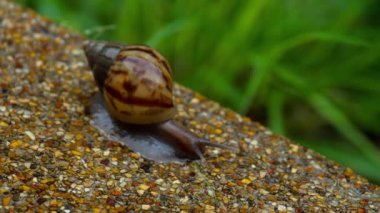 Bahçe salyangoz kaldırımda tarama