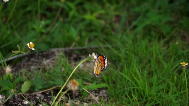 Monarch vlinder op bloem — Stockvideo