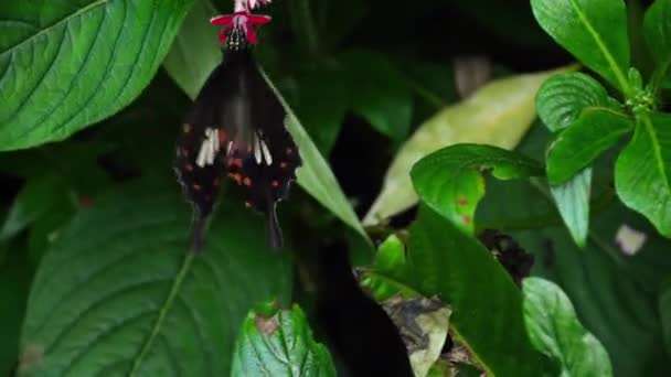 Borboleta Comum Mórmon — Vídeo de Stock