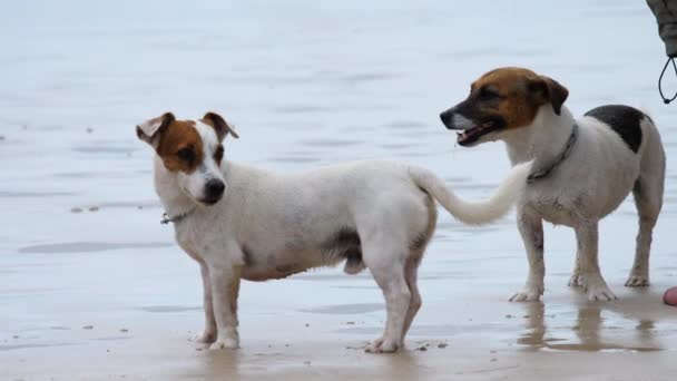 Джек Рассел Терьер собаки на пляже — стоковое видео