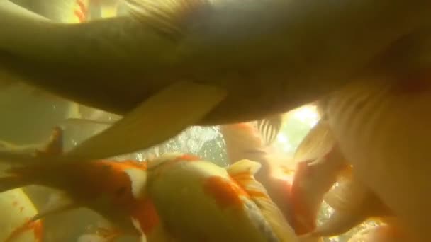 Poisson koï sous-marin dans l'étang manger . — Video