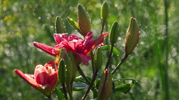 Pink Lily flower after rain — Stock Video