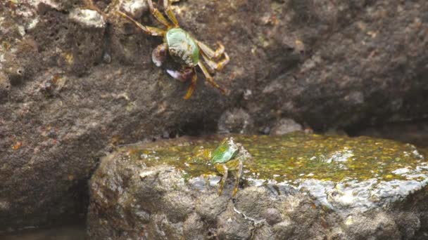 Krabben op de rots op het strand — Stockvideo