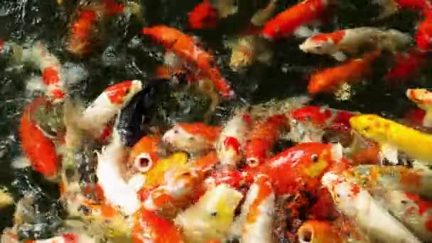 Koi fish in pond eating. — Stock Video