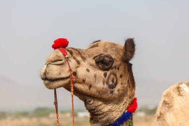 Hindistan'da bir deve festivalinde giyinmek