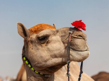 Pushkar fuarda, Develer