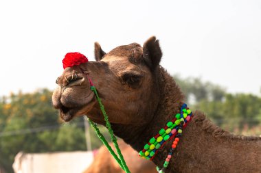 Geleneksel deve Fuarı