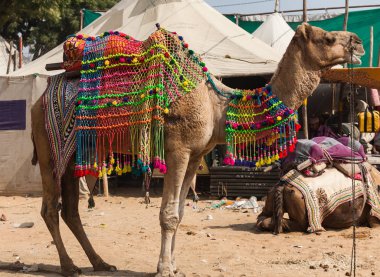 Hindistan'da bir deve festivalinde giyinmek