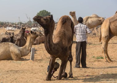 Pushkar fuarında Hint Develer