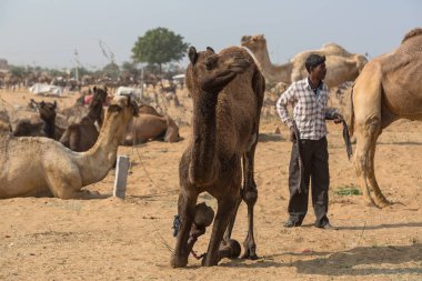 Hint Develer, Rajasthan