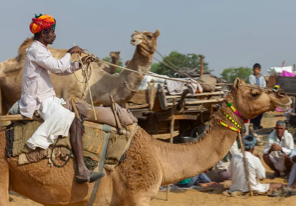 Adil deve Pushkar — Stok fotoğraf