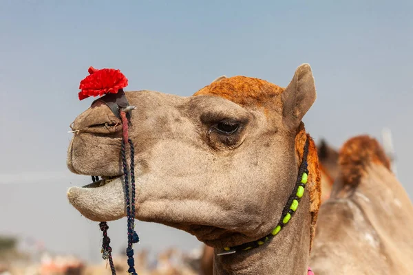 Om omhoog te kleden een kameel op een festival in india — Stockfoto