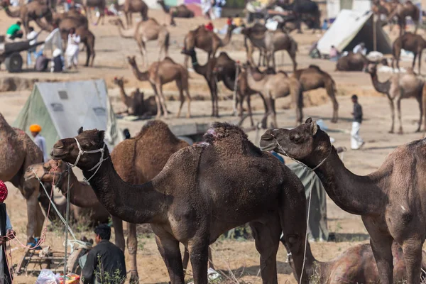 Fuarda Pushkar yapılan çok deve — Stok fotoğraf