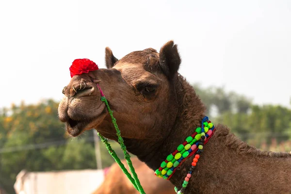 Traditionele kameel Fair — Stockfoto