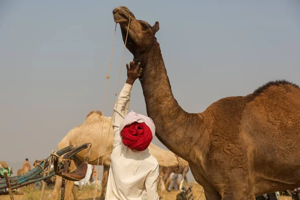 Geleneksel deve Fuarı — Stok fotoğraf