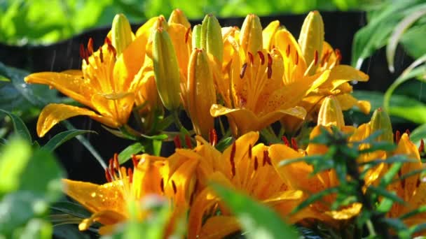 Yellow Lily flower under rain — Stock Video